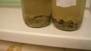 Биопрепарат для выгребных ям Septifors. Part #7