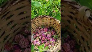 Клевер - цветок Удачи! Полезное и красивое растение!.mp4