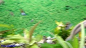 Почему умирают рыбки в аквариуме! Причины гибели рыбок!