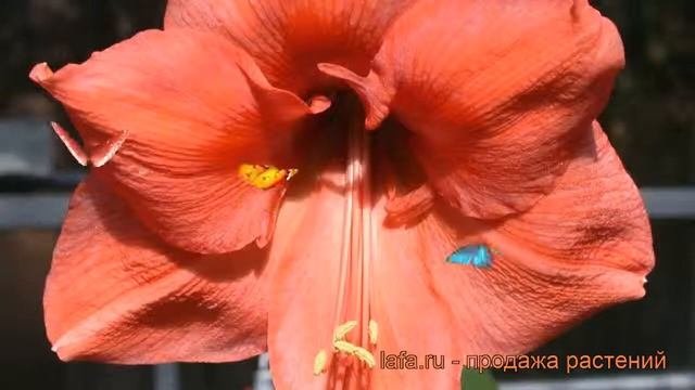Амариллис простой Рилона (hippeastrum Rilona) ? Рилона обзор: как сажать, луковицы амариллиса Рилон