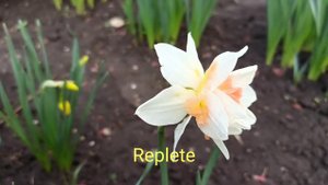 нарцисс Replete
