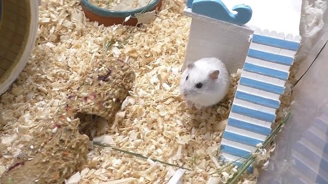 КОГДА и КАК ПРАВИЛЬНО ССАЖИВАТЬ ХОМЯКОВ ДЛЯ РАЗВЕДЕНИЯ / Джунгарские хомки / Alisa Easy Pets смотреть онлайн