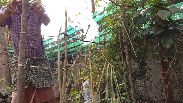 Natural Trellis Making: Bamboo & Banana Fibre Trellis for Climbing Plants -  Sustainable Gardening