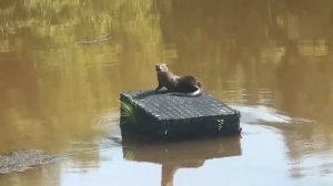 Otter 2 Cranberry Bog retaining pond Pembroke Ma