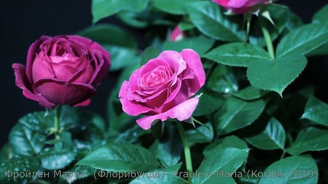 Как распускается роза Фрау Мария - Fraulein Maria (W. Kordes' Söhne, Германия, 2019) смотреть онлайн