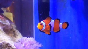 Морской аквариум 30 литров.