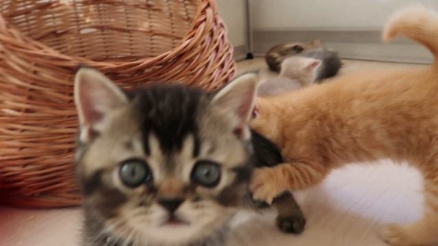 котята