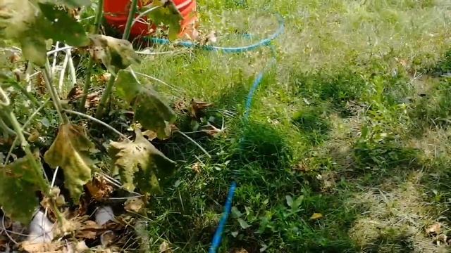 Баба Валя. Жизнь в деревне Урожай чеснока. Дрова на зиму смотреть онлайн