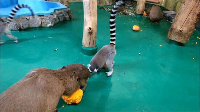 Лемуры и капибары. Кушаем и общаемся. 20.10.18 г. смотреть онлайн