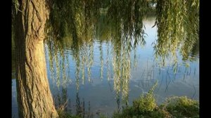 Плакучая ива