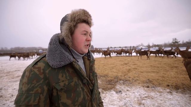 Миллионный Бизнес на Оленеводстве. Сколько Стоят Панты? / Антон Пермяков