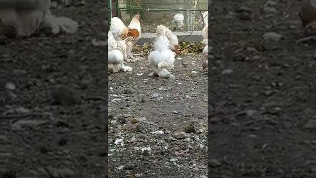 Brama golden ? Isabella Изабелла золотистая #куры #chicken #tovuqlar #товук #brama #brahma #isabell