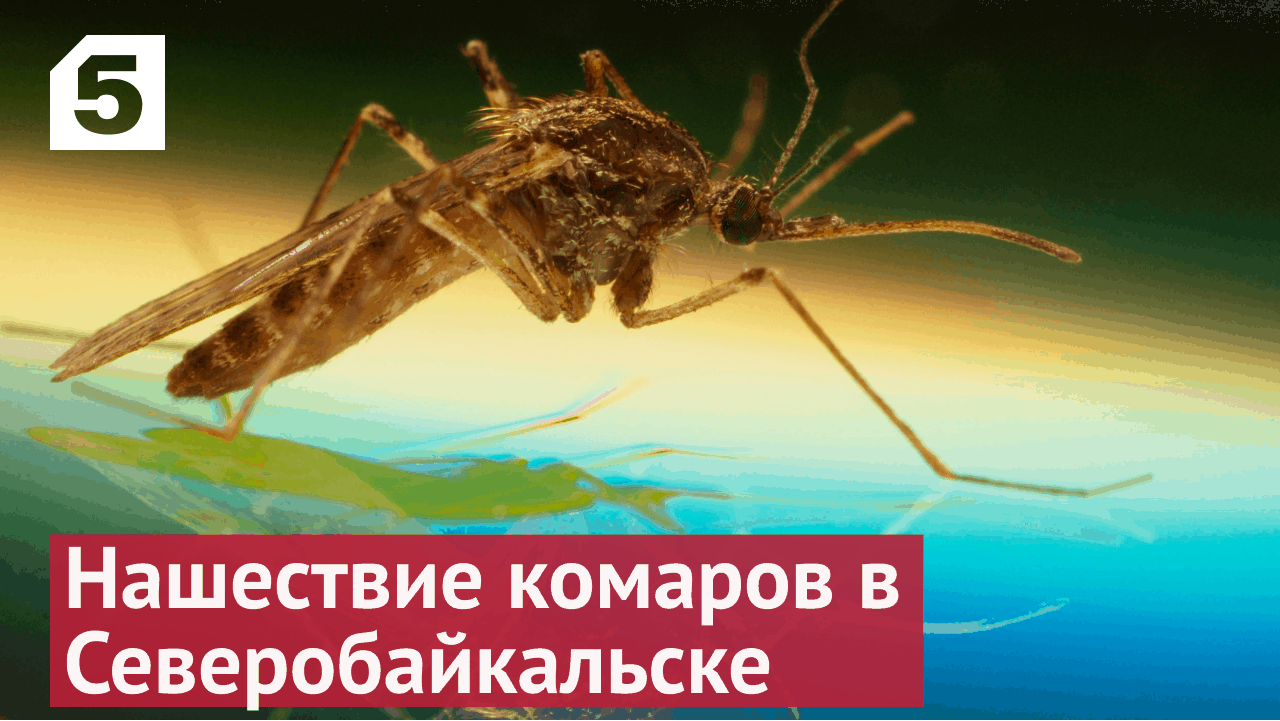 Нашествие комаров в Северобайкальске