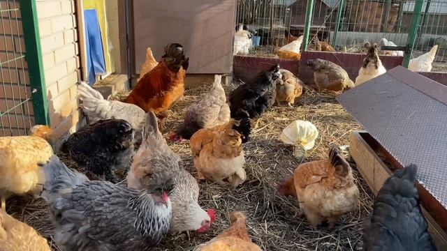 Теперь Куры Несушки будут нестись весь год Капуста в рационе у кур