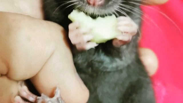 rat2