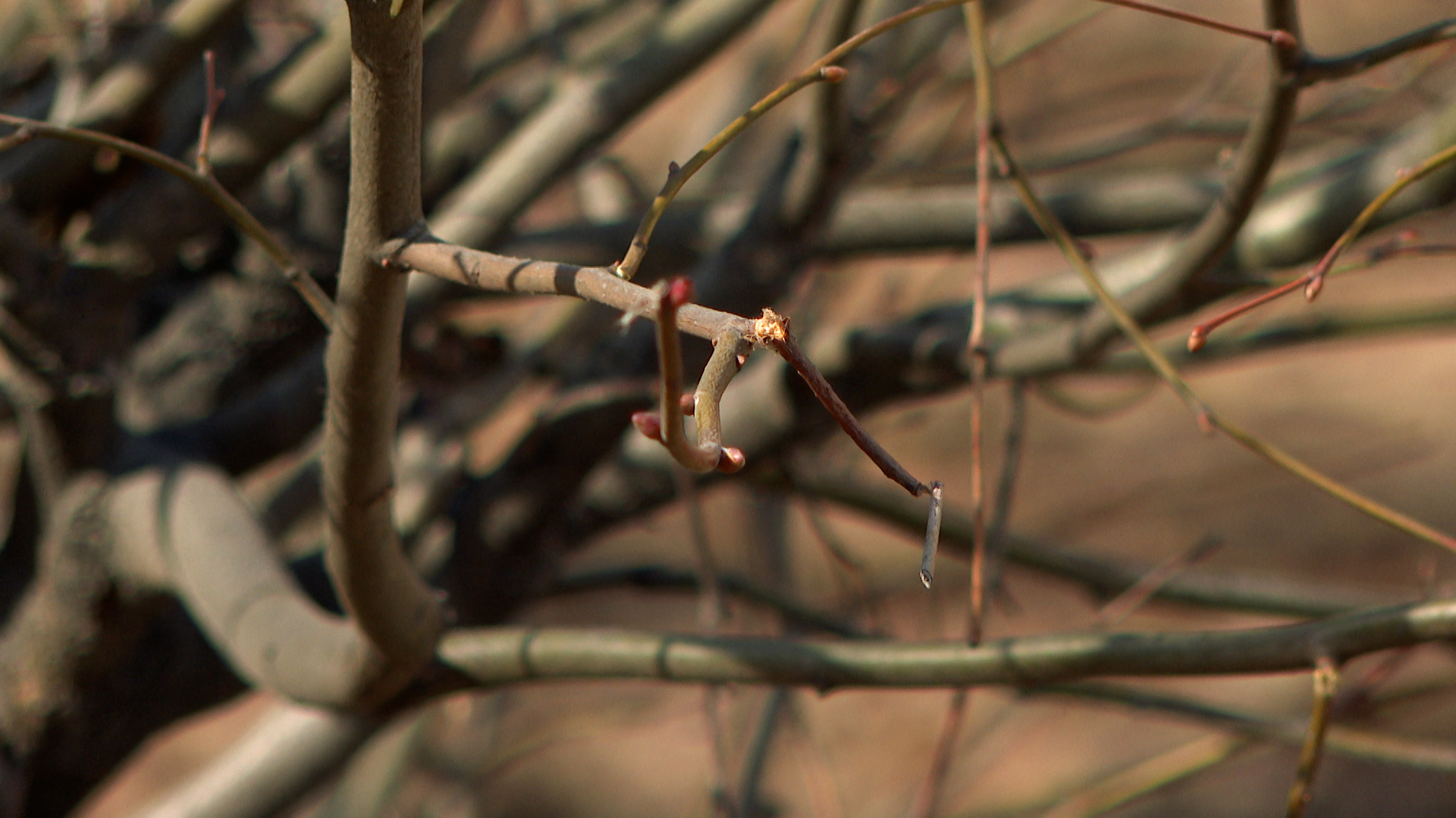 Пересадка деревьев на Сталеваров смотреть онлайн видео от Череповец в ...