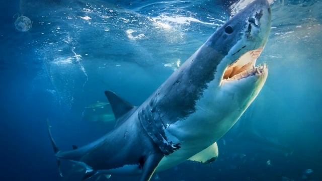 Самая большая рыба. РЕЧНЫЕ МОНСТРЫ. Акулы Крупная рыба. Самые страшные рыбы смотреть онлайн