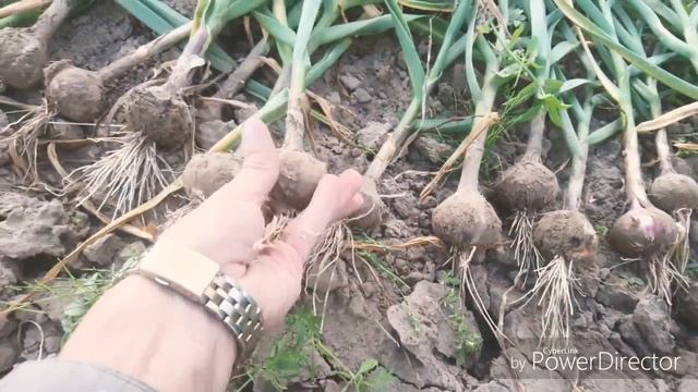 Результат поздней весенней посадки озимого чеснока //сорт "Грибовский Юбилейный" // смотреть онлайн