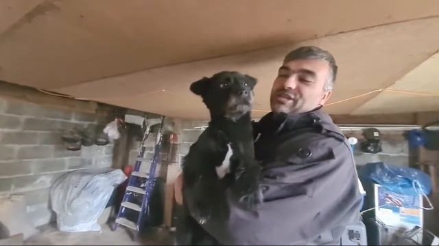 Спасённые щенки ищут дом