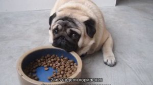 Чем кормить собаку после родов, чтобы было молоко