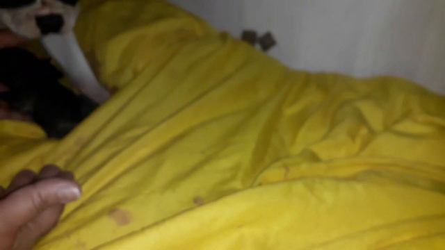 Новорожденные французики смотреть онлайн