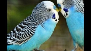 Веселое пение, щебетание, чирикание  волнистого  попугая .  Continuous singing of budgerigar
