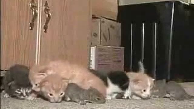 Кошка воспитывает и нянчит бельчат вместе со своими котятами смотреть онлайн