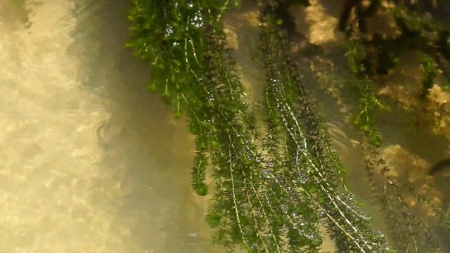 КАК ЭЛОДЕЯ КАНАДСКАЯ ВЫГЛЯДИТ В ПРУДУ? Подводные растения для пруда на даче ОЧИСТЯТ ВОДОЁМ! смотреть онлайн