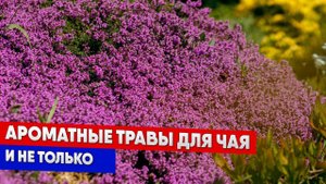 Ароматные травы для чая и не только