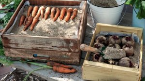 Лучшие способы зимнего хранения  Морков