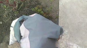 Посадила томаты в теплицу. Розы все живы.