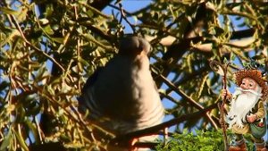 Интерактивный (Демо) праздник для детей 4-6 лет Лес - наше богатство.mp4