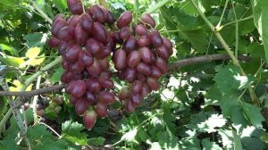виноград   Красный Камень   Бурдак  А В  2019