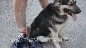 Фурминатор для собак