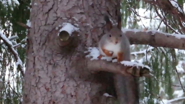 №3021  28 01 2023  Кто прилетел на кормушку смотреть онлайн