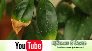 Желтеют и опадают листья у хойи. Чем болеет хойя и как лечить растение!