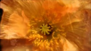 ❤ САМАЯ ЛЮБИМАЯ  - Валерий Курас  ❤. Прекрасная нежная песня