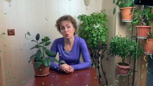 ФИКУС уход в домашних условиях. Фикус Каучуконосный.