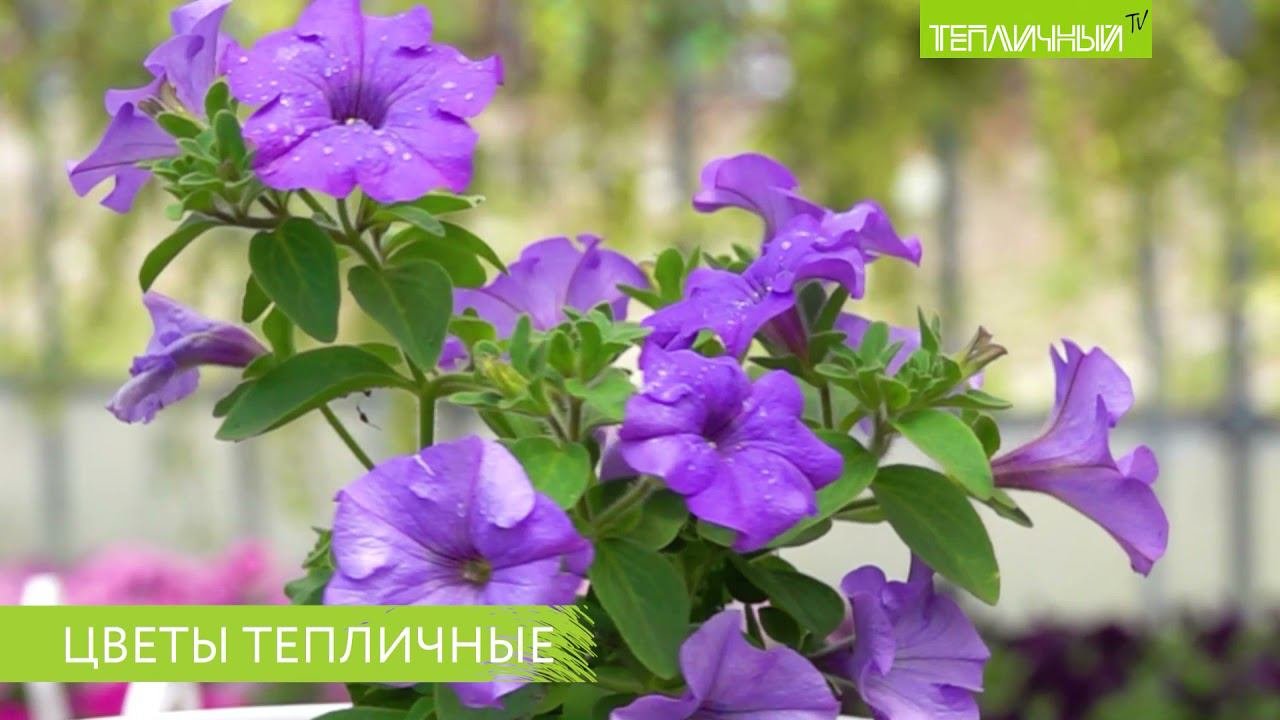 Цветочная рассада от 