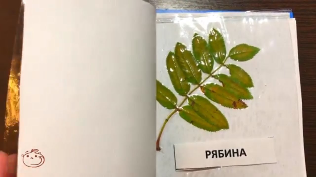 Ламинация листьев. Гербарий ламинированный. Ламинировать листья для гербария. Ламинировать растения для гербария. Заламинировать гербарий.