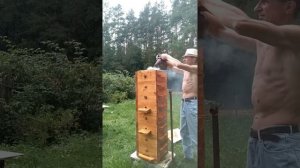 Отбор меда из японского улья.