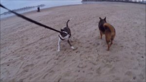Амстаффтерьер и овчарки. Эпизод 2 / Amstaff terrier and shepherd dogs. Episode 2