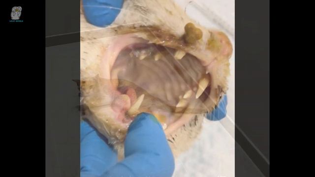 Больной бездомный кот лежит перед домом и ищет помощи человека смотреть онлайн