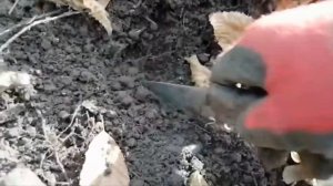 Поиски в лесу / накапали много украшений. Копатели .