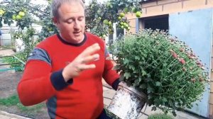 Хризантема МУЛЬТИФЛОРА действия после покупки