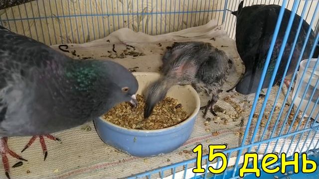 Как растёт малыш голубя смотреть онлайн