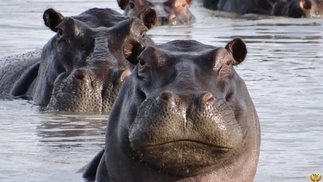 Сильнее льва: какие животные порвут Царя Зверей смотреть онлайн