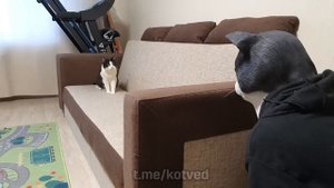 Реакция кота на большую копию его лица в маске