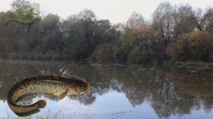 Как ловить сома 90 кг+? Как ловить крупного сома? Секреты ловли сома.