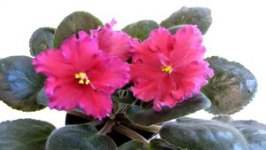 ЛЕ Рубин Моголов Лебецкая Фиалка Стандарт